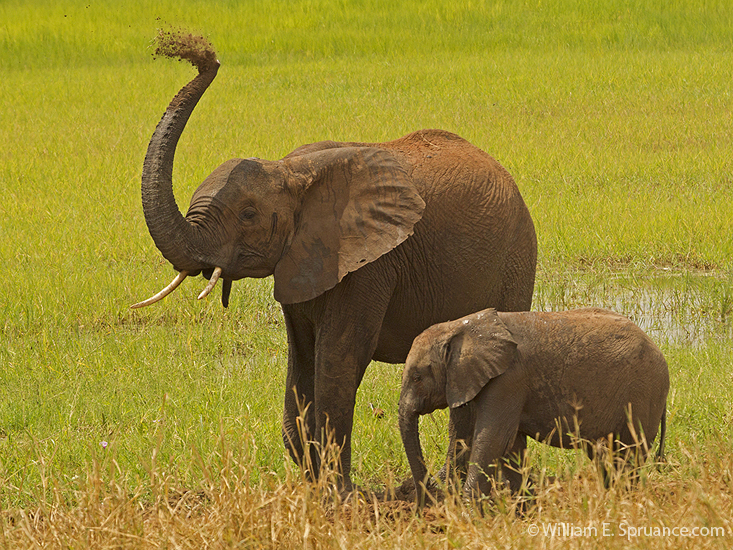 028-African Elephants-5J8E6661