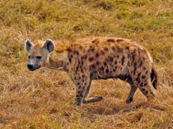 269-Spotted Hyena  5J8E8646