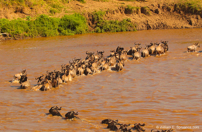 313-Wildebeasts Crossing the Mara River  5J8E9201