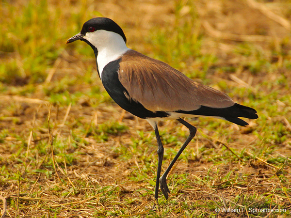 316-Spur-winged Lapwing  5J8E9229