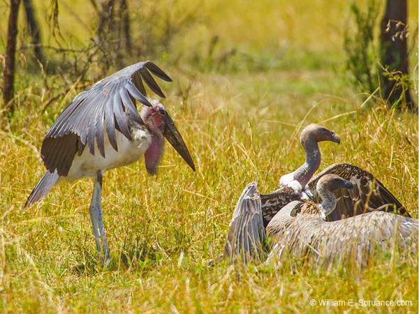 353-Marabou Stork & White Headed Vulture  5J8E9305