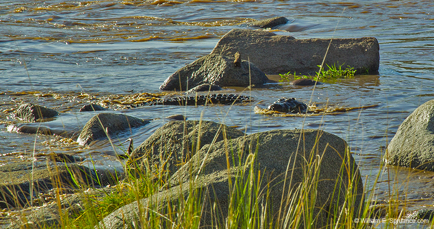 359-Croc in the Mara River  5J8E9354