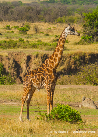 360-Giraffe  11U5B4601