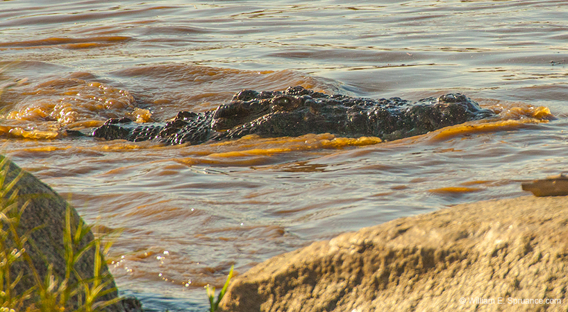 361-Croc in the Mara River  11U5B4632