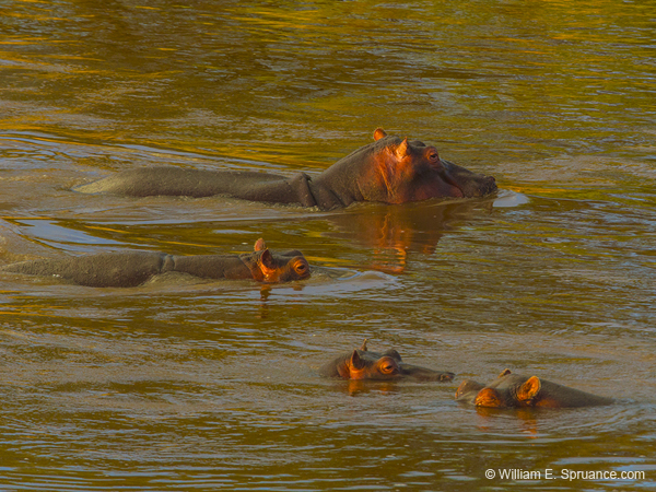 365-Hippos in the Mara River  5J8E9436