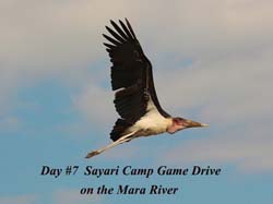 307-Marabou Stork  5J8E9226