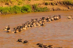 313-Wildebeasts Crossing the Mara River  5J8E9201