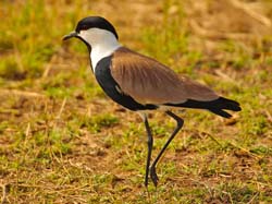 316-Spur-winged Lapwing  5J8E9229