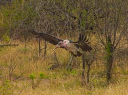 345-Marabou Stork Landing  11U5B4530