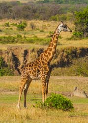 360-Giraffe  11U5B4601