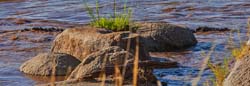 363-12 Foot Croc in the Mara River  11U5B4636