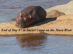 368-Hippo on the Mara River  11U5B4628
