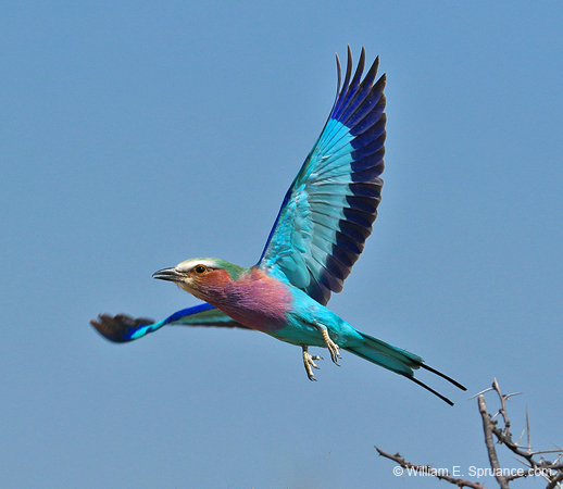131-Lilac-breasted Roller  70D2-3083