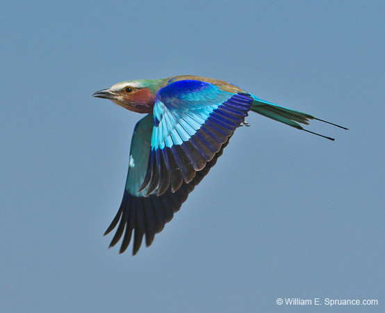134-Lilac-breasted Roller  70D2-3085