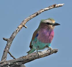 129-Lilac-breasted Roller  70D2-3050