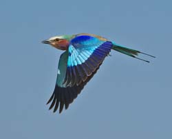 134-Lilac-breasted Roller  70D2-3085