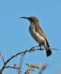 144-Female Sunbird  70D2-3202