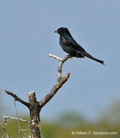 168-Fork-tailed Drongo  70D2-3366