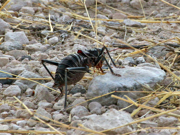 184-African Bug  70D2-3511