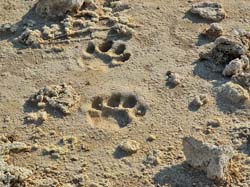 176-Cat Tracks in the Sand  7J8E1438