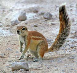 181-Striped Groung Squirrel  70D2-3517