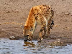 205-Spotted Hyena  70D2-3610