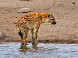 211-Spotted Hyena  70D2-3614
