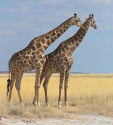 218-Giraffes  70D2-3704