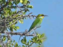 277-Swallow-tailed Bee-eater 70D2-3978