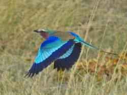 299-Lilac-breasted Roller  70D2-4133