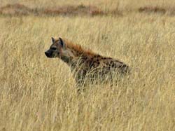 307-Spotted Hyena  70D2-4194