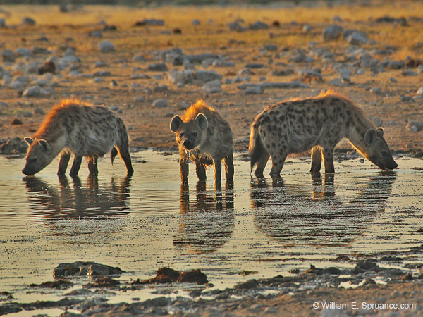 318-3 Spotted Hyenas  70D2-4212