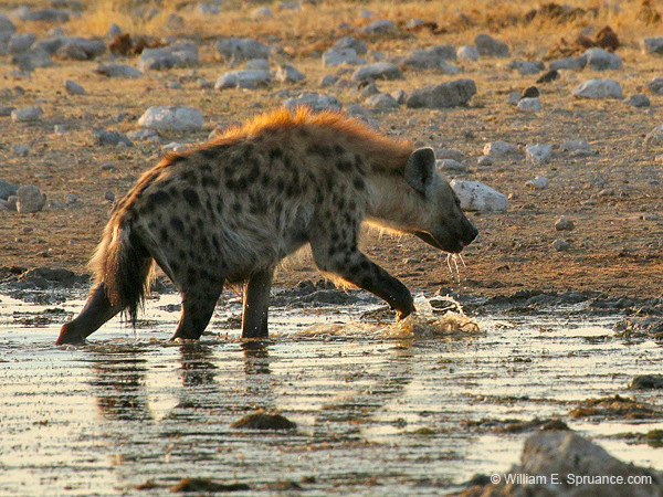 322-Spotted Hyena  70D2-4257