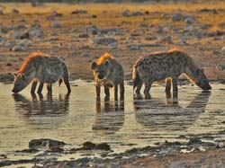 318-3 Spotted Hyenas  70D2-4212