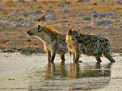 320-Spotted Hyenas  70D2-4223