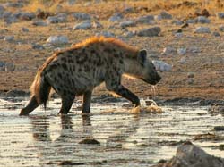 322-Spotted Hyena  70D2-4257