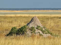 345-Termite Mound  70D2-4467