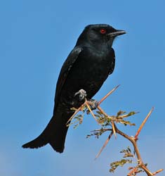347-Fork-tailed Drongo  70D2-4460