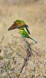 370-Swallow-tailed Bee-eaters  70D2-4593