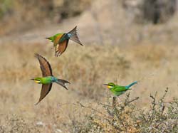 376-Swallow-tailed Bee-eaters  70D2-4611