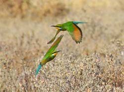 378-Swallow-tailed Bee-eaters  70D2-4617