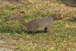 390-Banded Mongoose  70D2-4699
