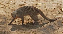 392-Banded Mongoose  70D2-4702