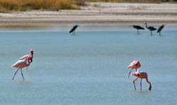 393-Flamingos and Black-headed Herons  70D2-4706