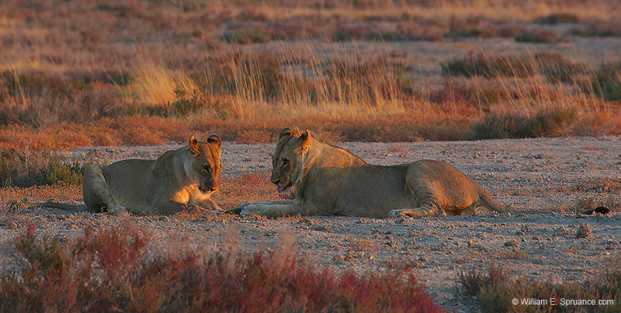 467-Male and Female Lions  70D2-5137