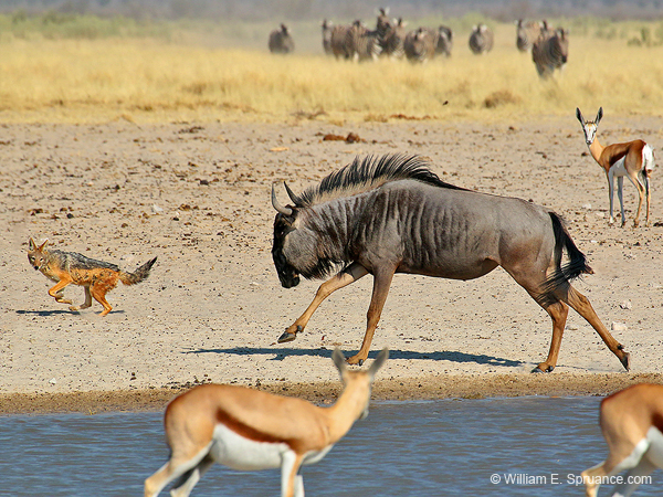 485-Wildebeest chasing a Jackal  70D2-5359