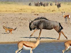485-Wildebeest chasing a Jackal  70D2-5359