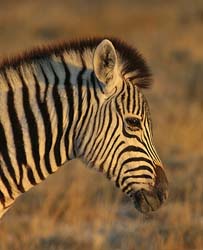 519-Juvenile Zebra  70D2-5675