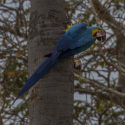 0006 Blue and Yellow Macaw