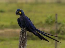 0009 Hyacinth Macaw